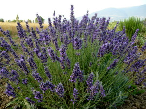 lavanda-cespuglio